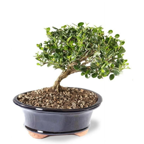 From You Flowers - Natal Plum Potted Bonsai for Birthday, Anniversary, Get Well, Congratulations, Thank You, All Occasions