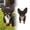 Chihuahua, variant on SMKE Dog Breed Planter,Pvc Animal Flower Pot For Indoor Outdoor,Stable Non-Toppling Plant Pot,Multi-Style Dog Decor Planter,Dual-Use Flower Pot Storage Tray,Pet-Themed Home Garden Decor Pug