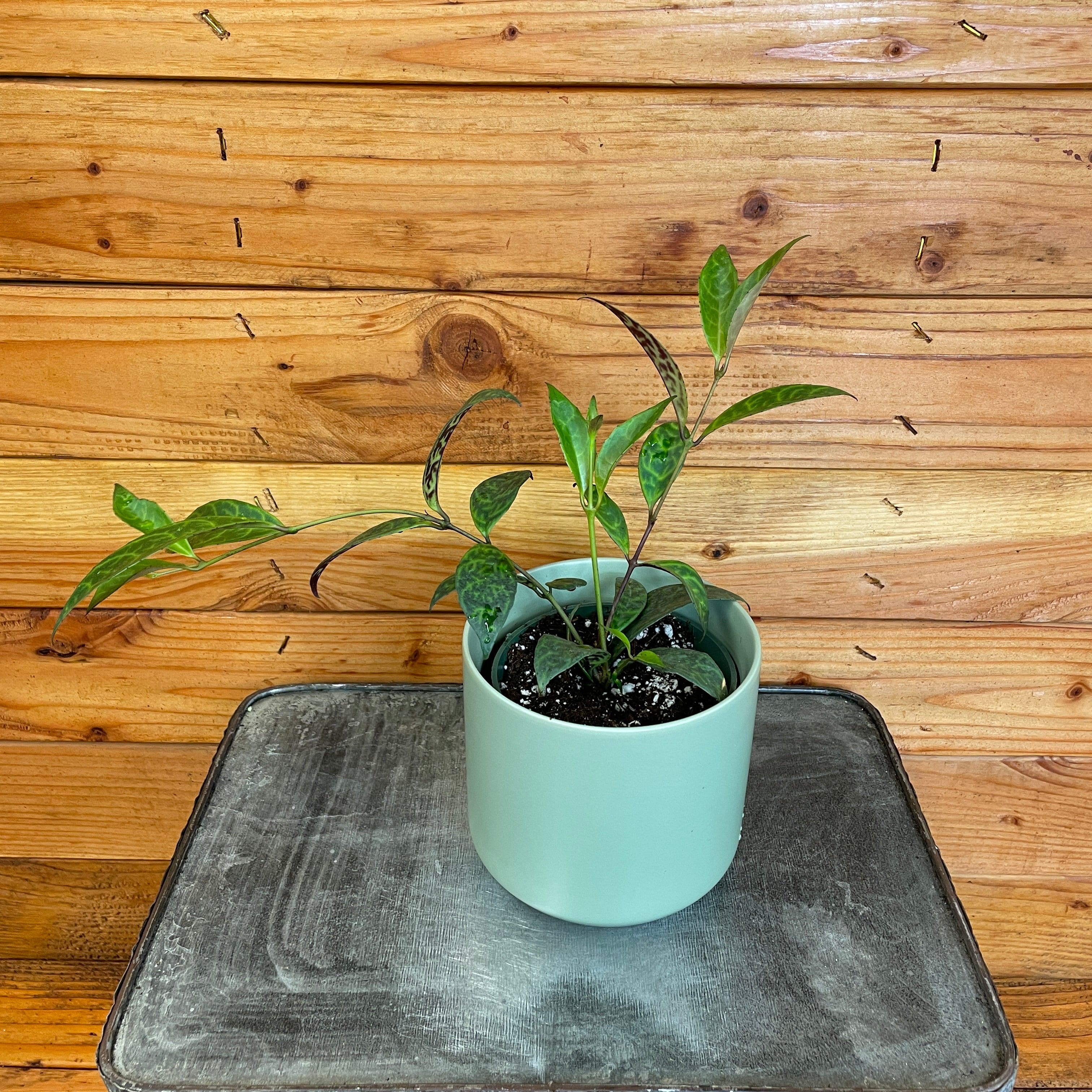 Aeschynanthus Lipstick Black Pagoda, 4" Plant