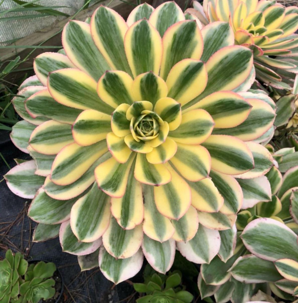 Aeonium Sunburst Plant Live for Planting - Copper Pinwheel Plant - Suburst Aeonium Plant - Variegated Aeonium Sunburst Plant - Pink Succulent Plant for Indoor Outdoor in 4 Inch Pot