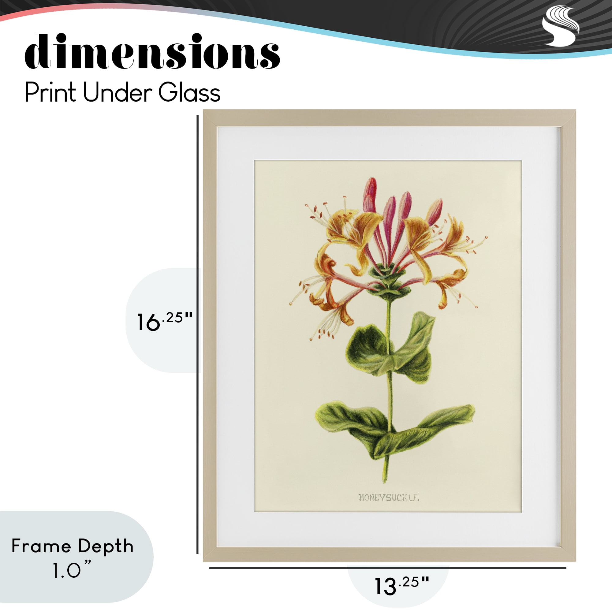 Stupell Industries Honeysuckle Vintage Illustration Birch Framed Print Under Glass, design by Connie Resch
