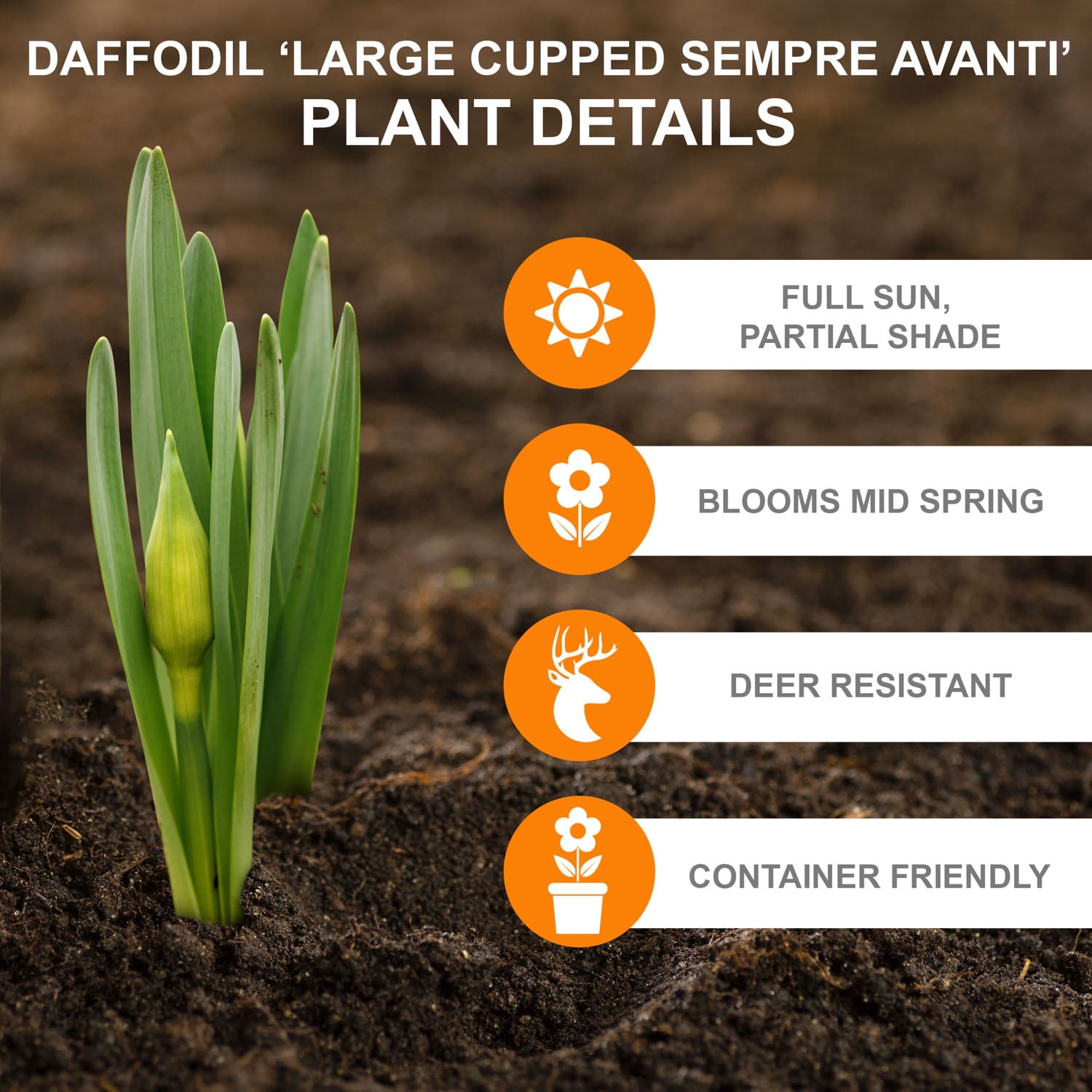 Garden State Bulb Narcissus Large Cupped Sempre Avanti Daffodil Flower Bulbs, 16/18cm (Bag of 50)