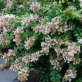 thumbnail image 4 of Abelia Rose Creek  1 Extra Large 3 Gallon Plant  Fragrant & Flourishing Shrub, Compact, Ornamental Plant Ideal for Hedges, Borders & Landscape Accents, Low-Maintenance & Drought-Resistant, 4 of 6