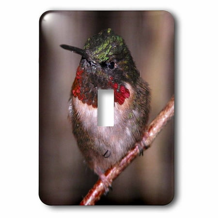 Humminbird Switch - 3dRose Anna Hummingbird, Double Toggle Switch