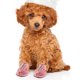thumbnail image 1 of unbranded 4Ud Para Mascotas En Malla Rosa Con Protección Antideslizante Ideal Para Caminatas Veraniegas, 1 of 6