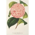 thumbnail image 3 of Charles Antoine Lemaire 11x14 Black Modern Framed Museum Art Print Titled - Camellia Bella Romana (1854-1896), 3 of 5