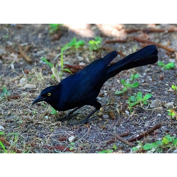 Cuba Black Bird Great Tailed Grackle Caribbean 20 Inch By 30 Inch Laminated Poster With Bright Colors And Vivid Imagery Fits Perfectly In Many Attractive Frames Walmart Com Walmart Com Mastered by ralf beck at unit 4 studio, düsseldorf. walmart