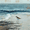 Beach Sandpiper, variant on Underwater Coral Fish Botanical Canvas Print, Decor for Living Room, Bedroom, Dining Room, Hallway, Bathroom, Office