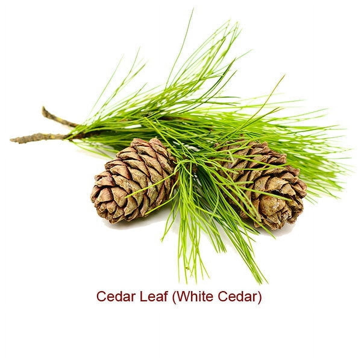 Cedar Leaf (Thuja) Essential Oil Essential Oil 1 fl oz (30 ml) - 100% Pure and Natural by Silky Scents