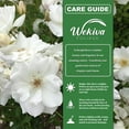 thumbnail image 2 of Iceberg Rose Bush - 4 Live Starter Plants - Versatile and Beautiful Floribunda Rose Adds Color and Fragrance to Any Garden, 2 of 6