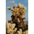 thumbnail image 2 of Erin Berzel 4x24 White Modern Wood Framed Wall Art Titled - Cholla Cactus II, 2 of 5