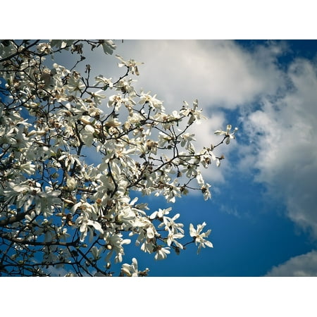 Canvas Print Nature Magnolia Tree Blossom Bloom Spring Garden Stretched Canvas 10 x