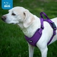 thumbnail image 5 of Air Frontier Mesh Dog Harness with Steel Leash D-Ring, Reflective Stitching, and Lightweight Breathable No-Pull Design, Adjustable Neck and Chest Straps for Small to Large Breeds - PPW, XS, 5 of 11