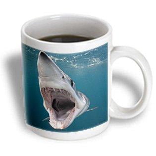 3dRose Shortfin Mako Shark with open mouth, Isurus oxyrinchus, San Diego, California, USA, Eastern Pacific, Ceramic Mug,