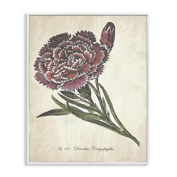 Stupell Industries Shabby Chic Botanical Carnation Flower Drawing Red Green Design White Framed Giclee Art, 11 x 14, by The Saturday Evening Post