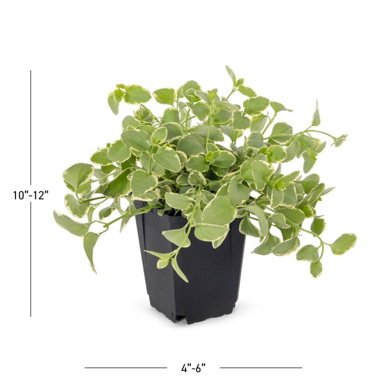 Expert Gardener Variegated Vinca Vine...