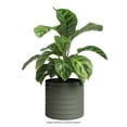 thumbnail image 2 of Maceta de Cerámica Artevasi Chloe Horizontal 21cm Verde Olivo, 2 of 4
