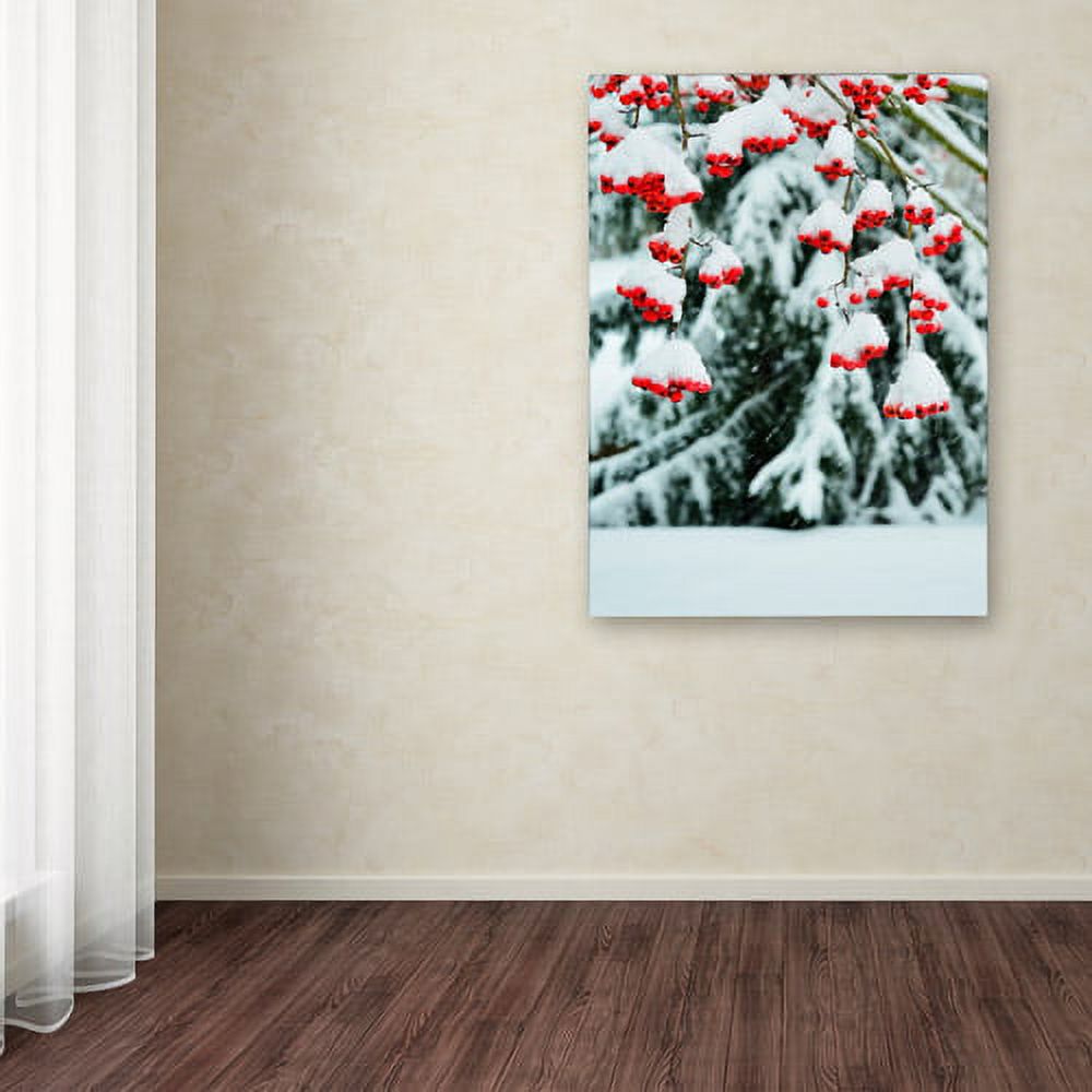 Trademark Fine Art "Winter Berries and Pine" Canvas Art by Kurt Shaffer