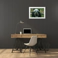 thumbnail image 3 of Fitzharris, Tim 32x23 White Modern Wood Framed Museum Art Print Titled - Panda eating bamboo, 3 of 4