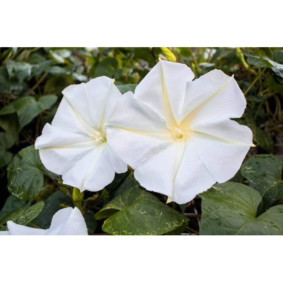 50 MOONFLOWER MORNING GLORY White Moon Flower Ipomoea Alba Flower Vine Seeds