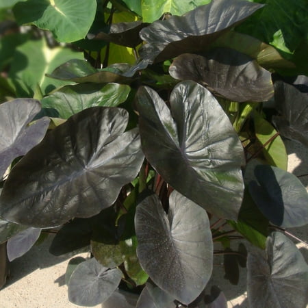 Garden State Bulb Colocasia Kona Coffee Elephant Ear Bulbs, Spring Planting (Bag of 1)