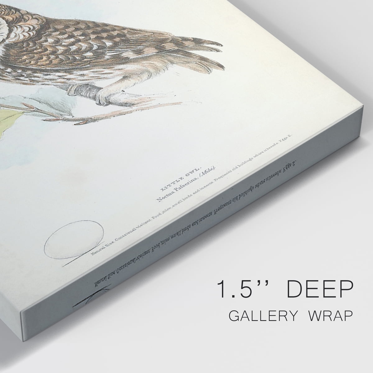 Little Owl Premium Gallery Wrapped Canvas - Ready to Hang - 8 x 12 Each