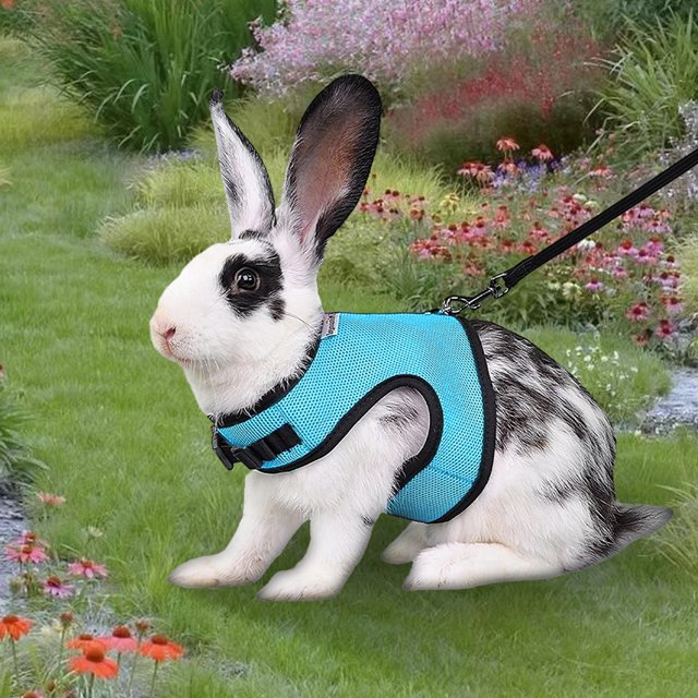 Ruiboury Small Pet Harness Wide Application Rabbit Harness And Leash Included Rose Red L