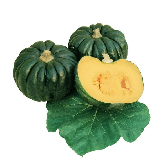 Squash Seeds - Japanese, Winter - Kogiku - 2 g Packet ~10 Seeds - Non-GMO, Heirloom - Asian Garden Vegetable