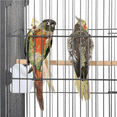 thumbnail image 4 of Renwick 52 inch Bird Parrot Cage for Parrot Parakeet Finches, Black, 4 of 12