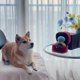 thumbnail image 3 of Squeak Plush Dog Toy, Interested Diamond Ring Case, Stuffed Pet Chew Soft Pet Supplies Dog Toy For Dog Wedding, 3 of 5