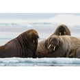 thumbnail image 2 of Pitamitz, Sergio 24x17 White Modern Wood Framed Museum Art Print Titled - Atlantic walruses-Odobenus rosmarus-Vibebukta-Austfonna-Nordaustlandet-Svalbard Islands-Norway, 2 of 4