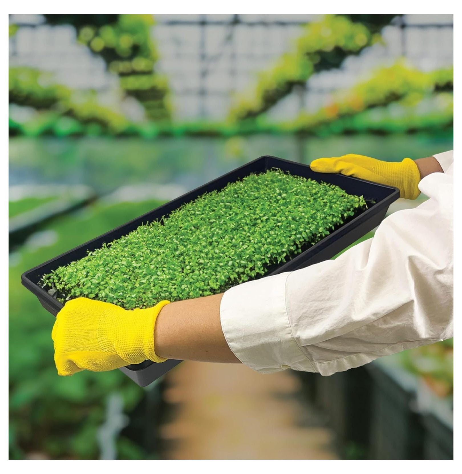 Plant Growing Trays with Drain Holes XYT 20x10-Inch for Seed Starter Microgreens Gardening 10 Pack