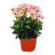 thumbnail image 3 of planta natural kalanchoe 40 x 30 cm con maceta de plástico, 3 of 5