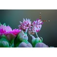 thumbnail image 3 of Hoffman, Jimmy 18x13 Black Modern Framed Museum Art Print Titled - Flower Power 3, 3 of 5