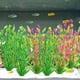 thumbnail image 4 of Plantas acuáticas artificiales para acuario, decoración de plantas de plástico para pecera, 10 piezas., 4 of 5
