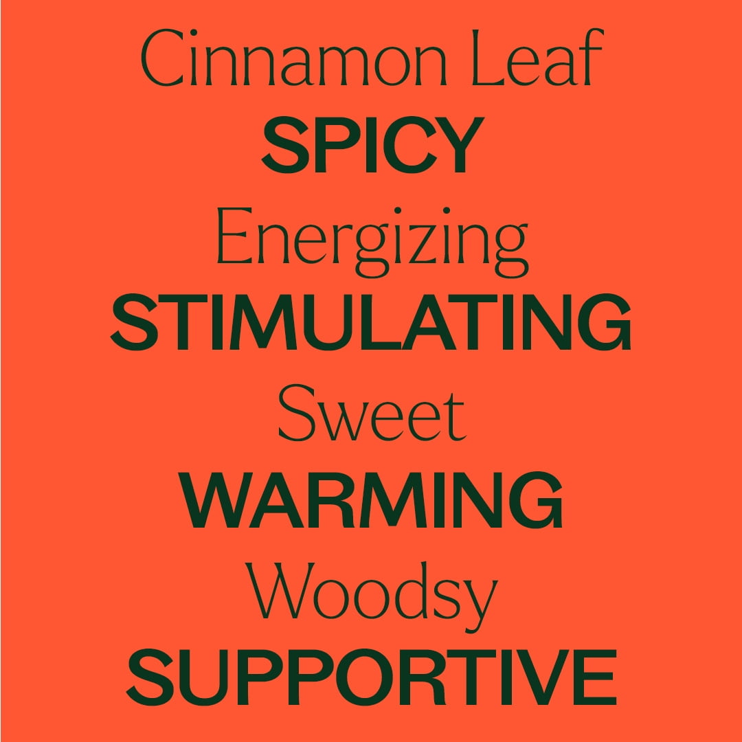Plant Therapy Cinnamon Leaf Essential Oil 10 mL (1/3 oz) 100% Pure, Undiluted, Therapeutic Grade