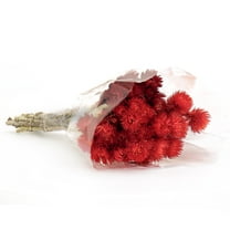 16 in. Dried Red Capeblumen Flowers Bouquet