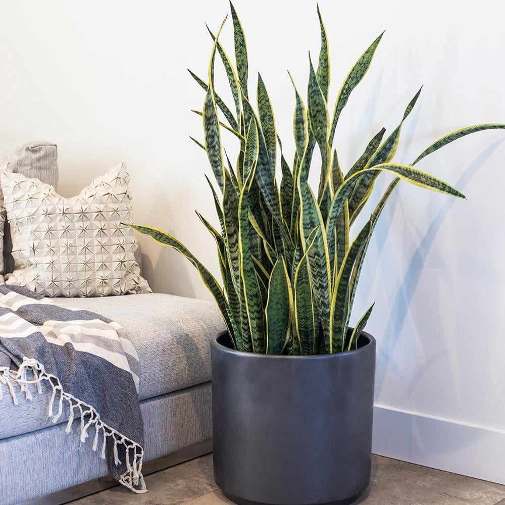 Plant with Purpose Live Houseplant 6 in Sansevaria Laurentii with Bright Indirect Sun- 2 Piece