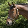 thumbnail image 1 of Gatsby Classic Halter de cuero con triple costura y broche, 1 of 1