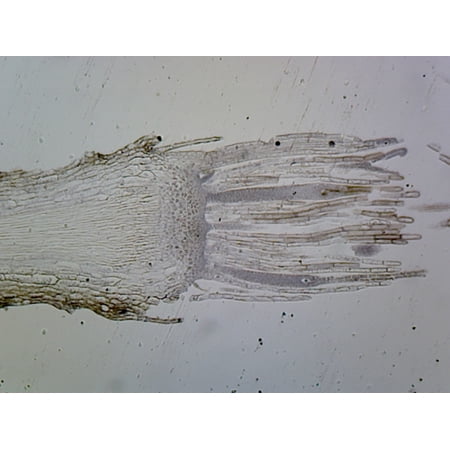 Moss Archegonia; Longitudinal Section by Go Science Crazy price history on PriceWatchPro