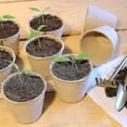 thumbnail image 2 of Biodegradable Pots, 50pcs Biodegradable Seedling Pot, Peat-free Fiber Pots, 2 of 5