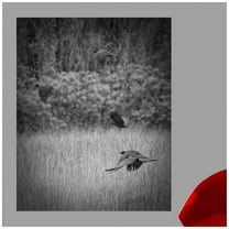 Wallhogs Batie The Crows Poster Wall Mural