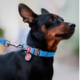 thumbnail image 2 of Ultra-modern  Waterproof Dog Collar | Adjustable Dog Collar for Large, Small and Medium Dogs | Quick Release Buckle with Durable Metal Clasp and QR Dog Tag - Boy & Girl Dog Collars - Black, 2 of 38