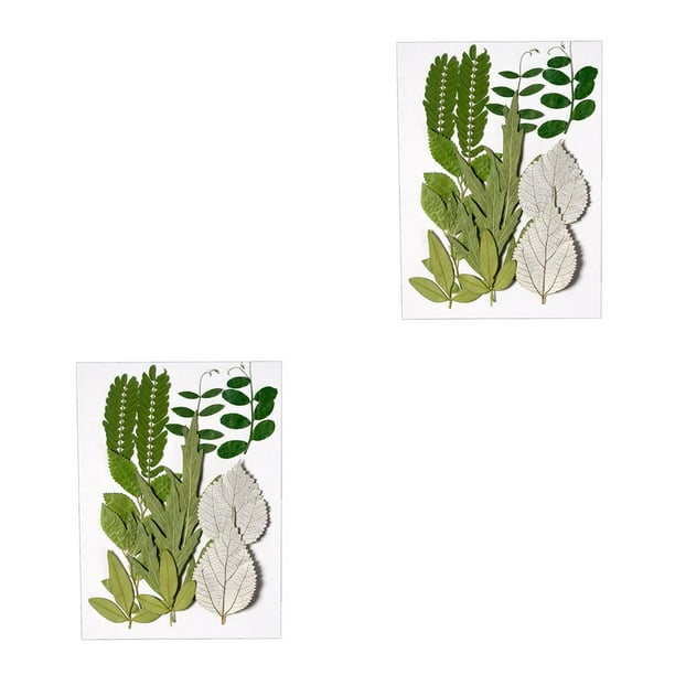 sweethay Hoja seca natural hecha a mano, hojas prensadas en relieve, decoración de belleza verde seca, suministros decorativos para el hogar, hoja verde 6 2Conjunto