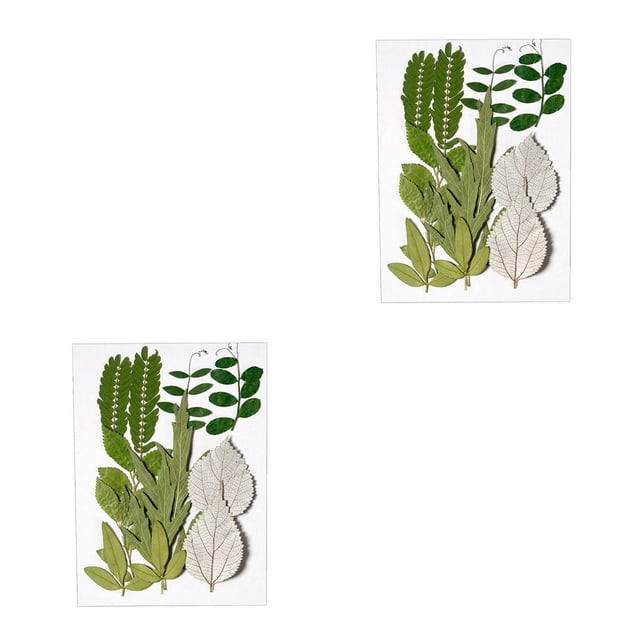 Toystoory Hoja seca natural hecha a mano artesanías en relieve artísticas hojas prensadas hojas secas verdes belleza joyería suministros de hoja verde 6 2Conjunto
