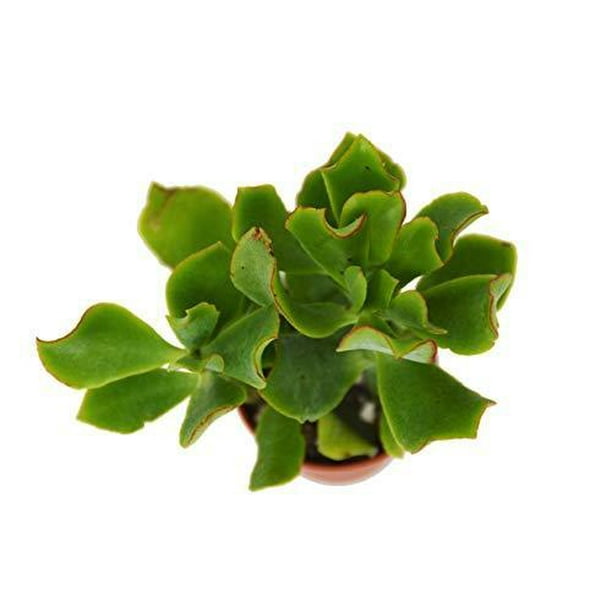 Crassula Arborescens Undulatifolia Ripple Jade Succulent 2 Pot Live Home And Garden Plant Free Care Guide Walmart Com Walmart Com