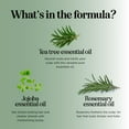 thumbnail image 3 of Invigorating Tea Tree Mint Shampoo - Rosemary Mint Shampoo for Oily Hair with Tea Tree Oil for Hair - Aromatherapy Clarifying Shampoo for Build Up Dry Scalp and Flakes with Essential Oils for Hair, 3 of 9