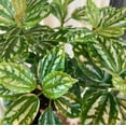 thumbnail image 2 of Pilea Watermelon Plant, Aluminum Plant, 4in Pot, Indoor Accent Plant, 2 of 6