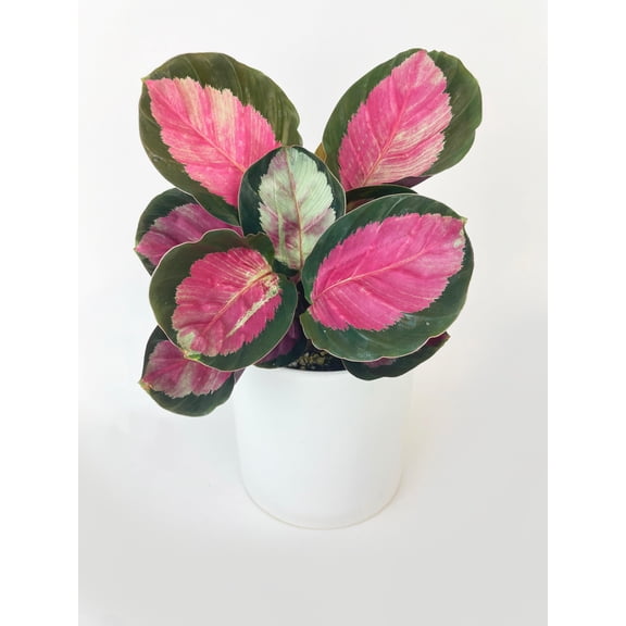 Bumble Plants Calathea Roseopicta Crimson - Full Live Colorful Houseplant in Nursery Pot, Easy Care, Indoor Plant for Beginners