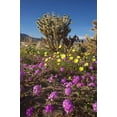 thumbnail image 2 of Talbot Frank, Christopher 13x18 Black Ornate Wood Framed with Double Matting Museum Art Print Titled - CA, Anza-Borrego Sand Verbena and Cholla Cacti, 2 of 4